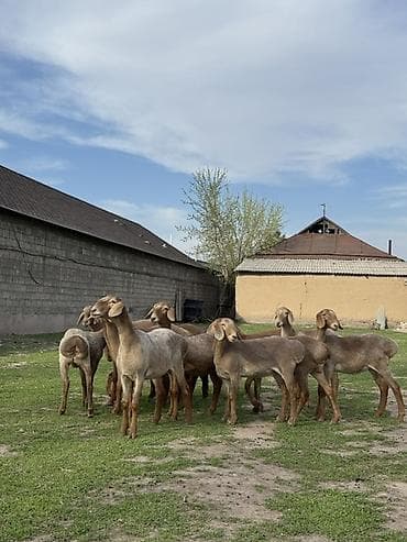 инкубационные яйца индюков: Продаю | Ягненок | Для разведения | Племенные — 7