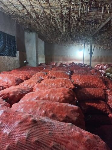 срочно продаю в связи с переездом: Картошка Пикассо — 2