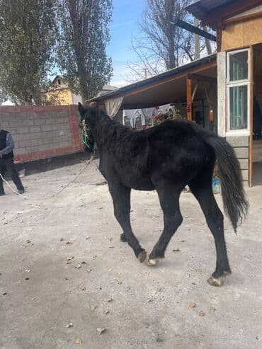 дом кошек: Продаю | Жеребенок | Для разведения — 7