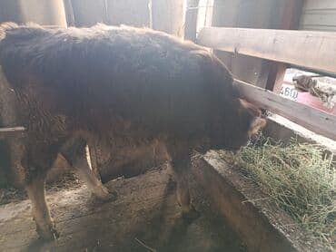 Собаки: Продаю | Музоо, торпок — 2