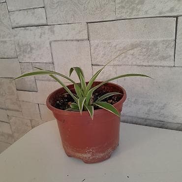 хлорофитумы: Маленький хлорофитум - неприхотливое растение, очищающее воздух — 1