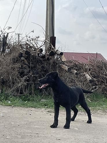 кангал собака: Щенок среднего размера, Порода Лабрадор ретривер 3 месяца — 7