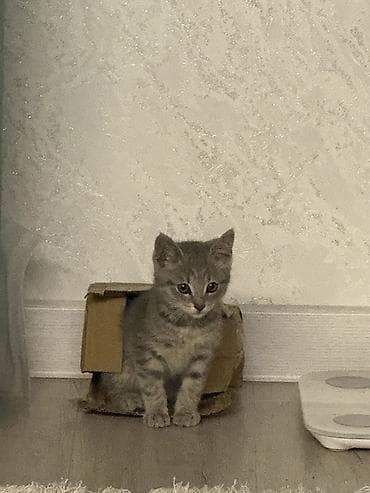 регдол кошка: Котёнок серого окраса (пепельно‑серый табби). Крупные выразительные — 1