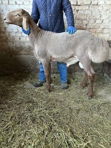 продаю в связи с переездом: Продаю | Баран (самец) | Арашан | Для разведения | Осеменитель — 8