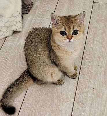 Продажа кошек: Скотиш Страйт (Шотландская прямоухая), 4 месяца, Девочка, Золотая шиншилла, Приучена к лотку — 1