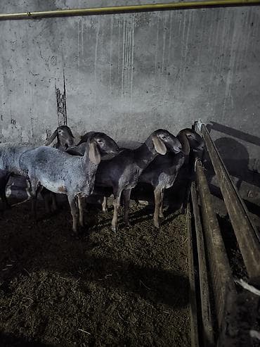 Сатам | Ургаачы кой (ургаачы) | Көбөйтүү үчүн | Токту — 2