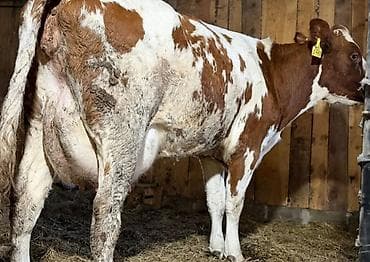 Продаю | Корова (самка) | Для молока | Привязанные