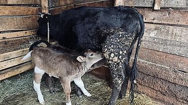 А/ч жаныбарларын сатам: Сатам | Уй (ургаачы), Бука (эркек), Кунаажын — 1