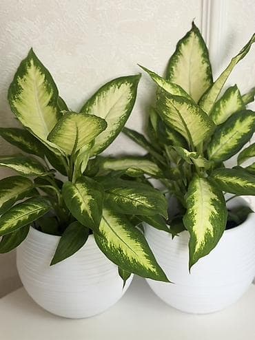 диффенбахию: Диффенбахия (различные пестролистные формы) - Декоративно-лиственное — 1