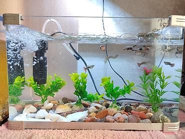 рыбки золотые: Продаются 2 аквариума с рыбками гуппи 🐠 В комплекте: ^ два ухоженных — 2