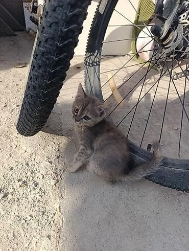 бишкек кошка: Котята, помет из трёх малышей. Описание: - Возраст на фото — примерно — 3