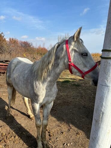 продажа пчёл: Сатам | Байтал | Ат спорту — 7