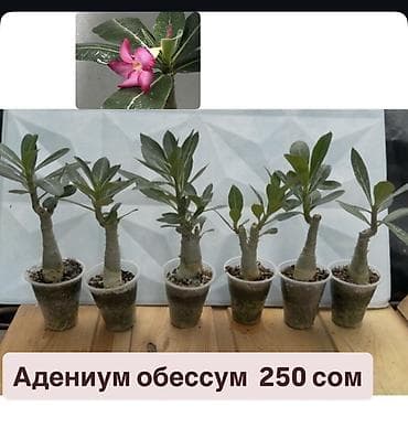 Дом и сад: Адениум обессум сортовые, с цветами и бутонами. Доступные сорта: - — 7