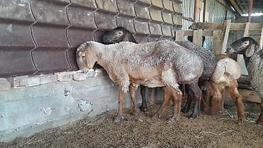 каракол животное: Сатам | Ургаачы кой (ургаачы) | Гиссар — 1