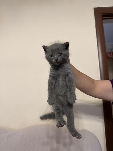 донской сфинкс котята: Котёнок голубого окраса русская голубая - Милейший пушистый комочек с — 3