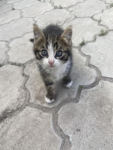 арзан иттер: Мышык бекер берилет: Породасыз, 2 айлык, Ургаачы, Лотокко барууга үйрөтүлгөн — 6