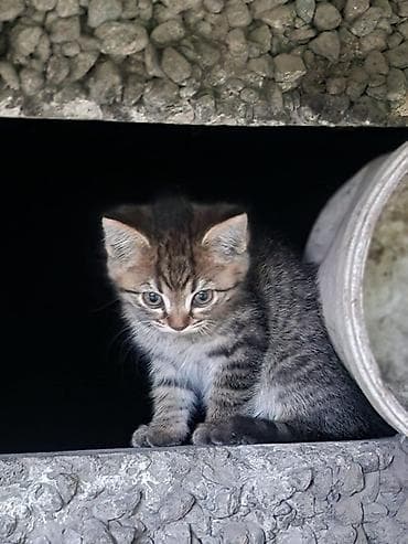 бенгалская кошка даром: Классные котята в добрые руки. Возраст примерно 1-1.5 месяца. Мы — 3