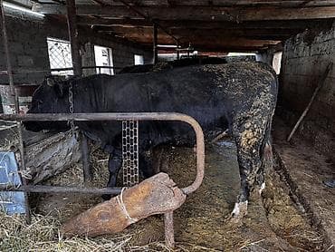 продажа курей: Продаю | Бык (самец) | На откорм | Привязанные — 1