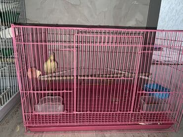 домашние попугаи корелла: Желтый попугай породы корелла,разговаривает,не шумный В стоимость — 1