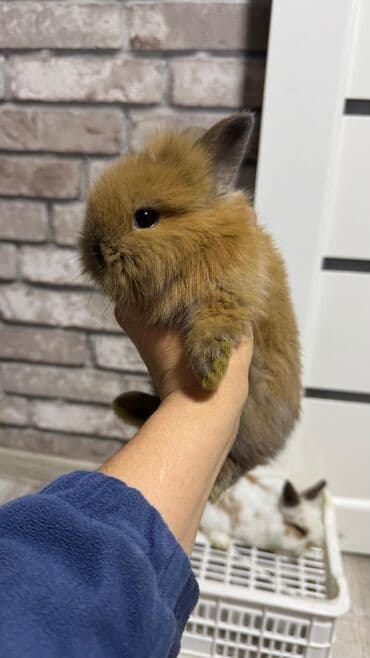 Шиншиллалар: Кролик с окрасом, сочетающим белый и светло-коричневый цвета. Обладает — 25