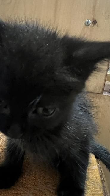 Мышыктар: Бесплатно отдаю котенка, мальчик в хорошие руки🙏 Черный котёнок — 3