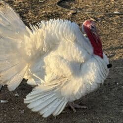 сколько стоит шотландская вислоухая кошка: Продаю | Индюк (самец), Индюшка (самка) | Северокавказская | На забой | Племенные — 5