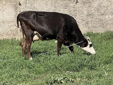 апарат дойка: Продаю | Корова (самка) | Голштин | Для молока | Привязанные — 2