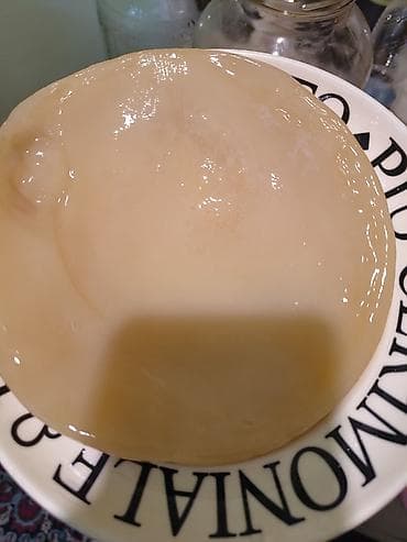 бактерий: Маточник чайного гриба (SCOBY) для приготовления домашнего комбуча — 1