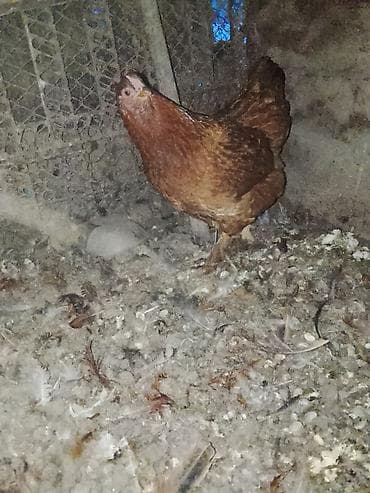 сколько стоит собака хаски щенок: Продаю | Куры | Брама, Домашняя | Для разведения, Несушки — 3