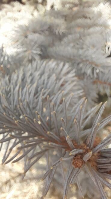 грабли с черенком цена бишкек: Голубой ел #Ёлки — 4