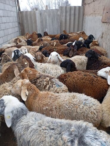 вислоухие кошки бишкек: Продаю | Овца (самка) | На забой | Матка — 2