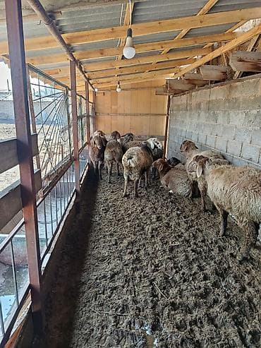 дойни корова: Продаю | Баран (самец) | На забой, Для разведения, Для шерсти | Котные — 9