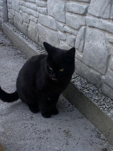 Грызуны: 6 месяцев, Мальчик, Черный — 10