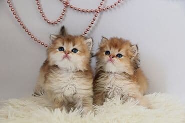 Британская короткошёрстная, 1 месяц, Мальчик, Золотая шиншилла