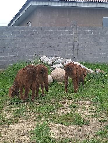 кролики крол кролиха кролик: Продаю | Ягненок | Арашан | На забой — 2