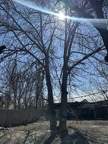 Продаётся ореховое дерево 🌳 Взрослый орех, посаженный примерно в 1980 — 2