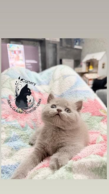 животные кошки: Британская короткошёрстная, 1 месяц, Девочка, Лиловый, Приучена к лотку, Проглистована, С прививками — 5