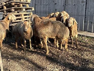 кой сойушка: Продаю | Баран (самец) — 4