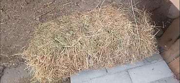 Үй жаныбарлары үчүн товарлар: Тоо чөп тоо чоп тук тюк түк короо чөп разнотравье — 1