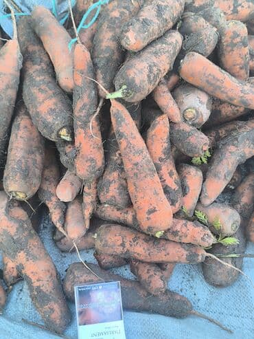 оптом канцтовары бишкек: Сабиз Дүңүнөн, Өзү алып кетүү, Акылуу жеткирүү — 5