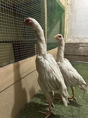 животные птицы: Продаю | Куры | Бойцовая | Для разведения — 1