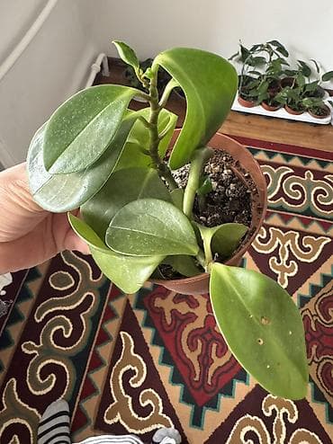 туя цена бишкек: Все цветы по 75 сом . Хорошие корни . Полезные цветы . Хлорофитум — 6