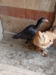 на ферме есть куры козлы и коровы: Продаю | Куры, Петух | Дакан | Для разведения, Несушки — 2