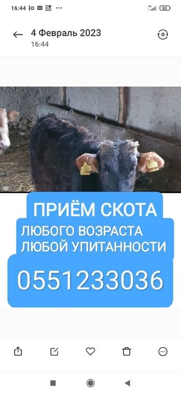 дом попугая: Куплю | Коровы, быки, Лошади, кони, Другие с/х животные | Круглосуточно, Любое состояние, Забитый — 1