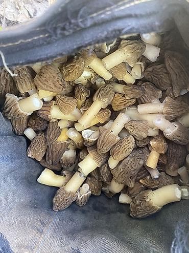 бу отун: Сморчки свежесобранные, очищенные и отсортированные по размеру. Шляпки — 3