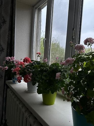 цветущую герань: Пеларгония (герань) комнатная — коллекция цветущих кустов в горшках — 2