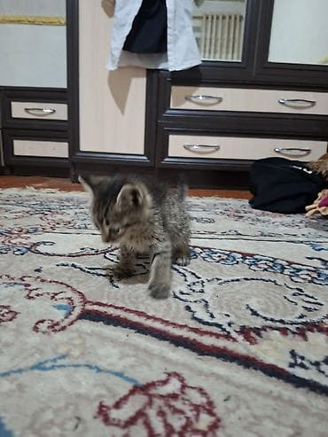 американская жесткошёрстная кошка цена: Отдам в хорошие руки Возраст: котёнок. Пол: не указан. Шерсть — 2