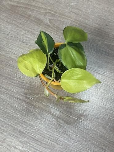 золотой ус купить: Филодендрон Heartleaf (Philodendron hederaceum) сорта Brasil/Golden с — 1