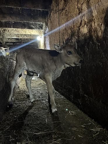 Аквариумы: Продаю | Музоо, торпок | Полукровка | На откорм — 2