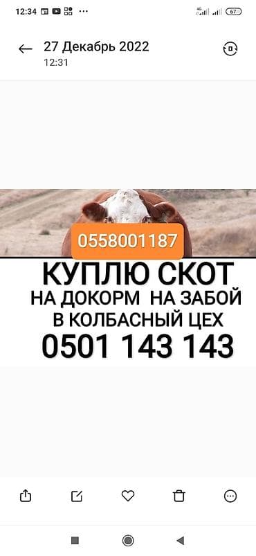 Колбасный цех : Коровы, быки, Лошади, кони, | Круглосуточно, Любое состояние, Забитый